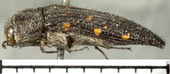 Media type: image;   Entomology 2734 Aspect: habitus lateral view